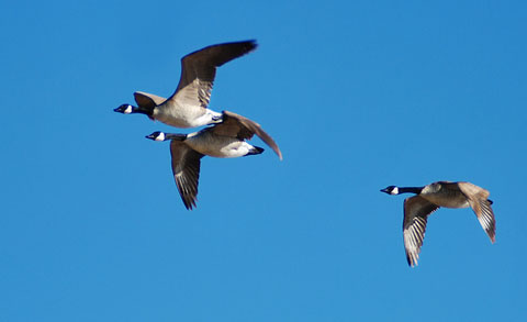 Three geese flying